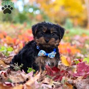 Chief, Yorkie Puppy